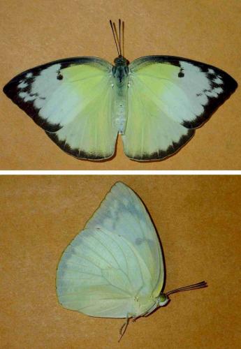 Réf. 231 287 : Catopsilia pomona